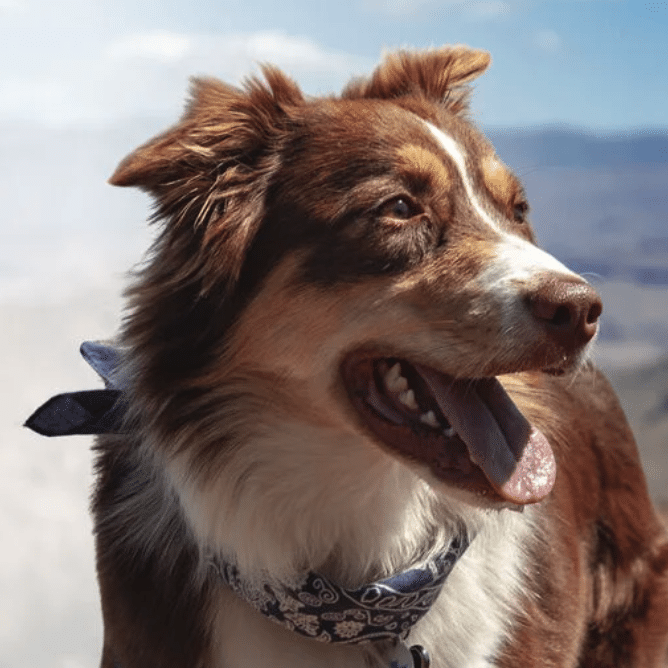 JustFoodForDogs